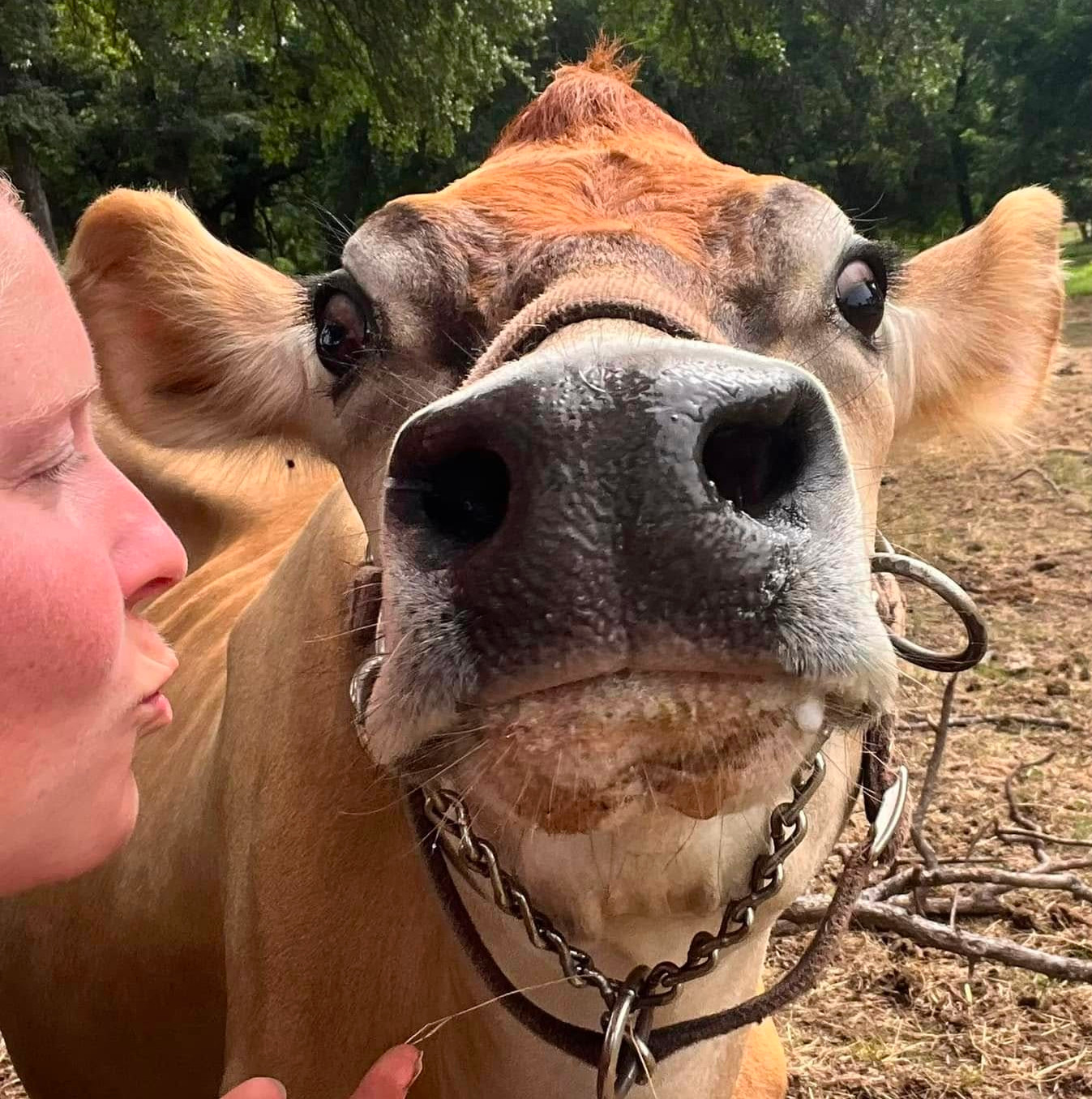 Ginny the Milk Cow