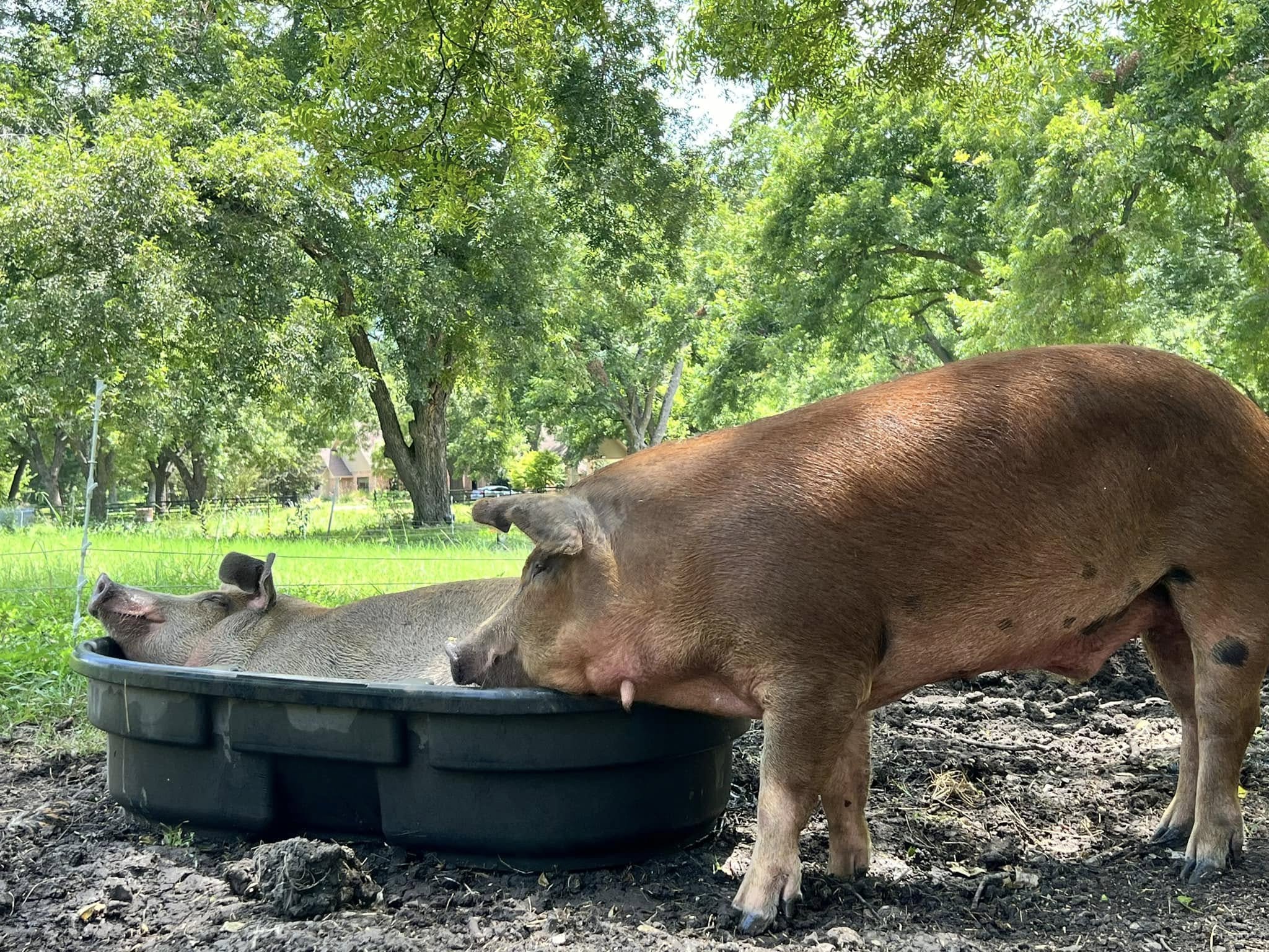 Red Wattle Hog