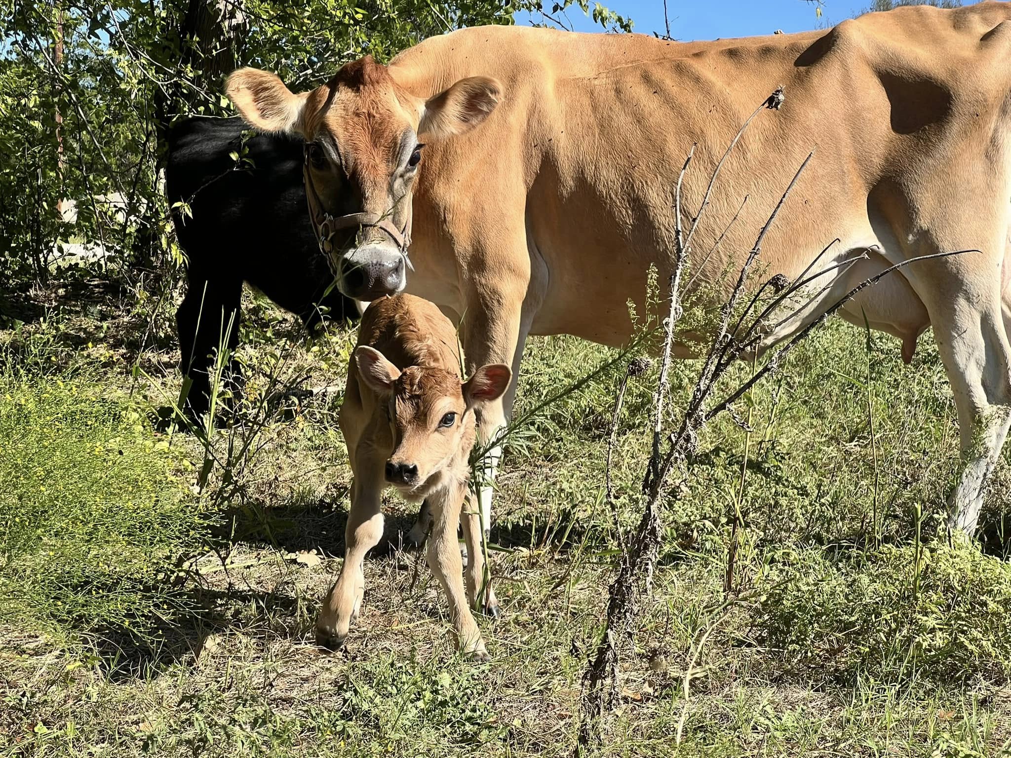 Milk Cows