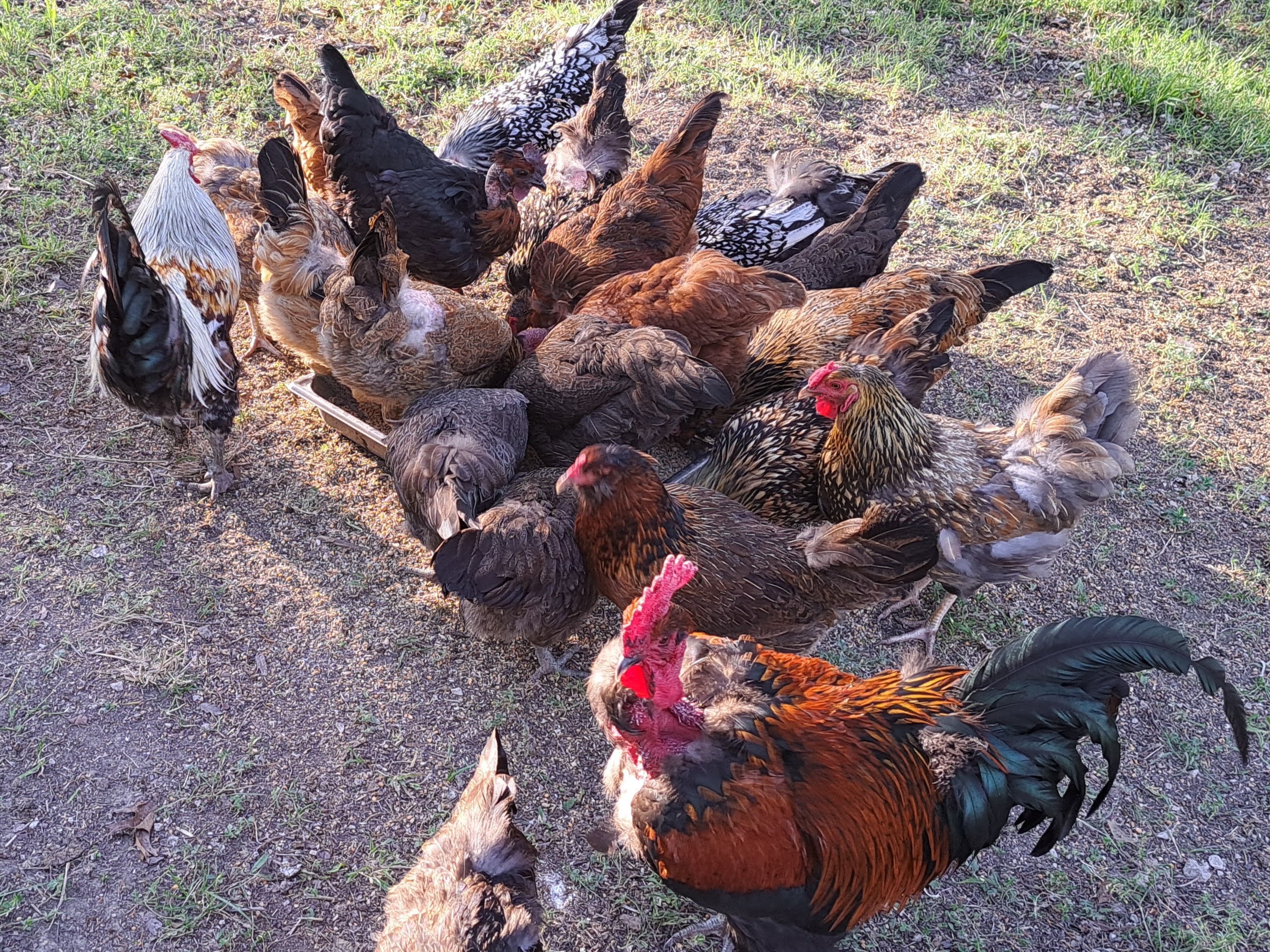TWA Flock