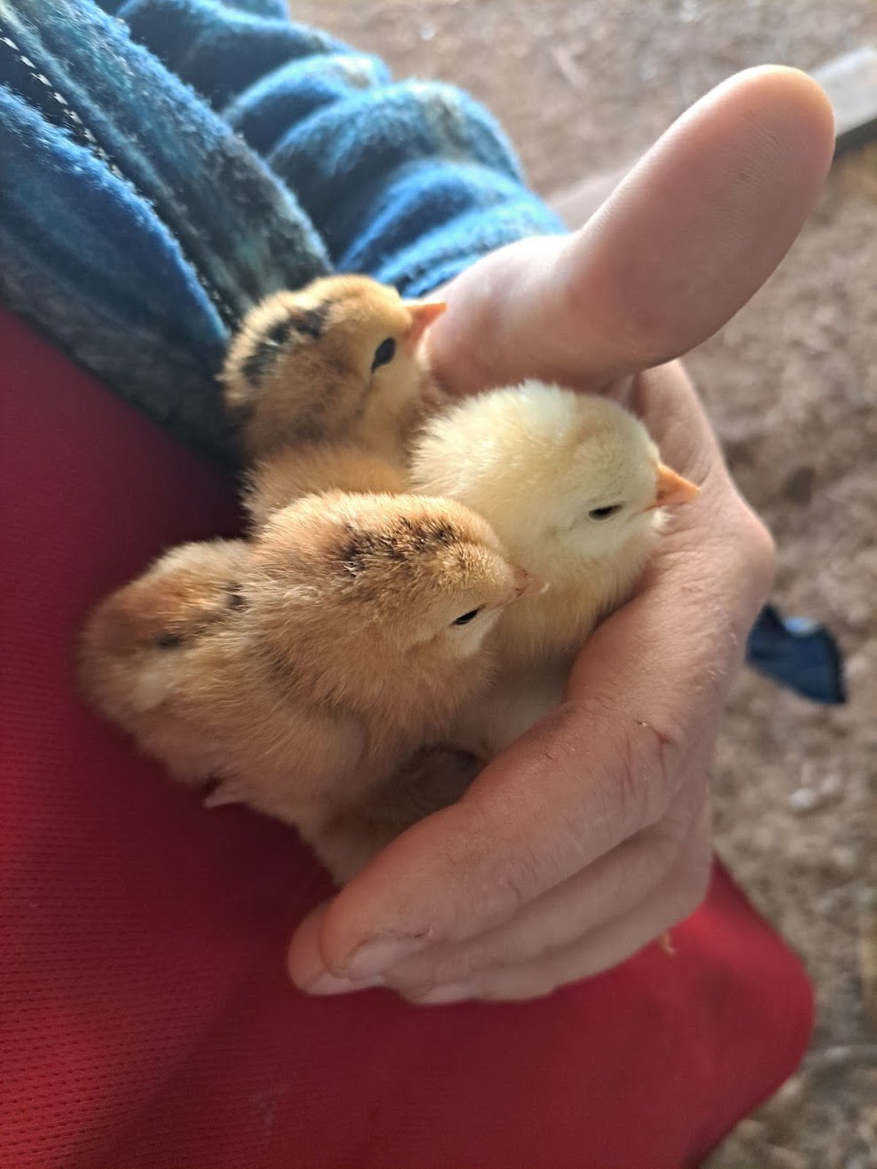 Chicks in hand