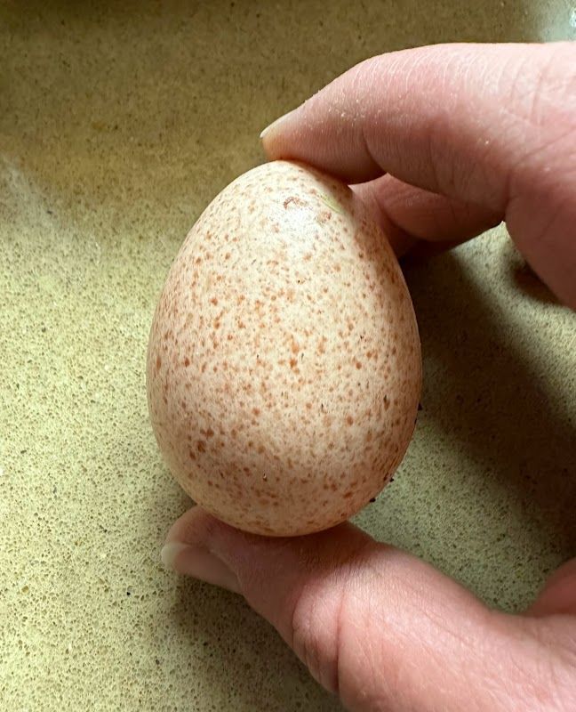 Turkey Egg