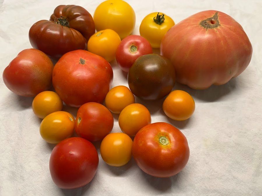 assorted tomatoes