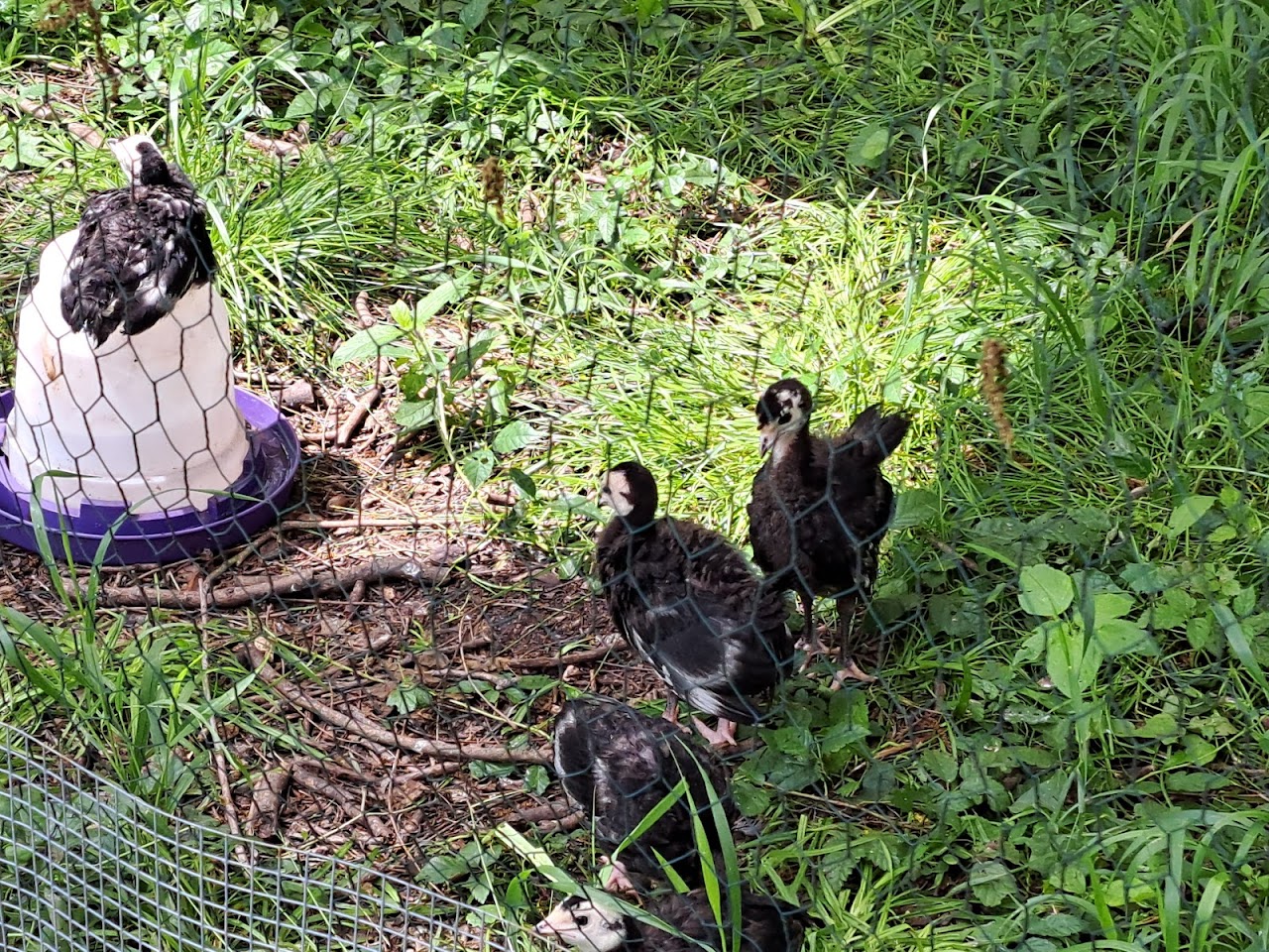turkey poult