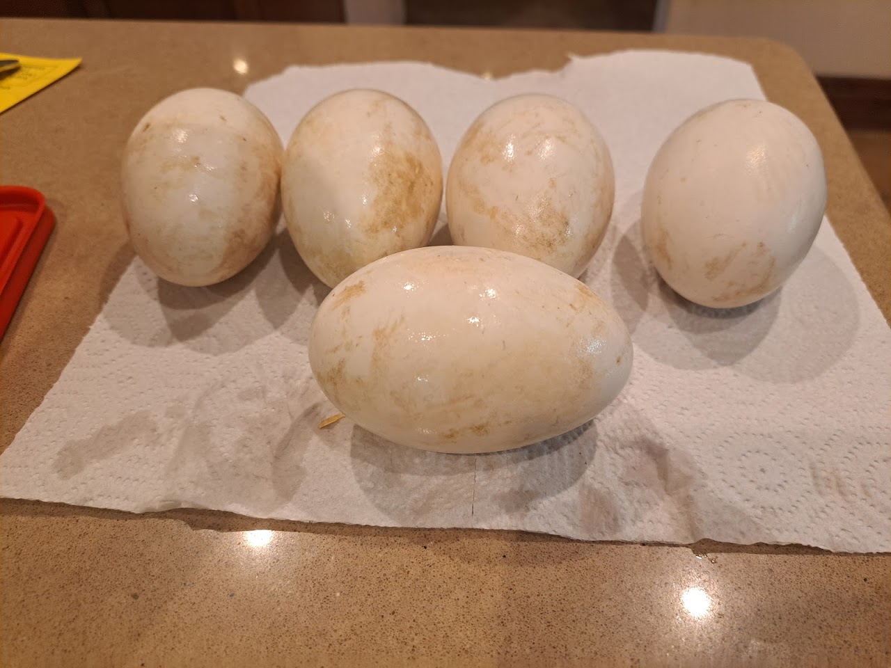Goose Eggs