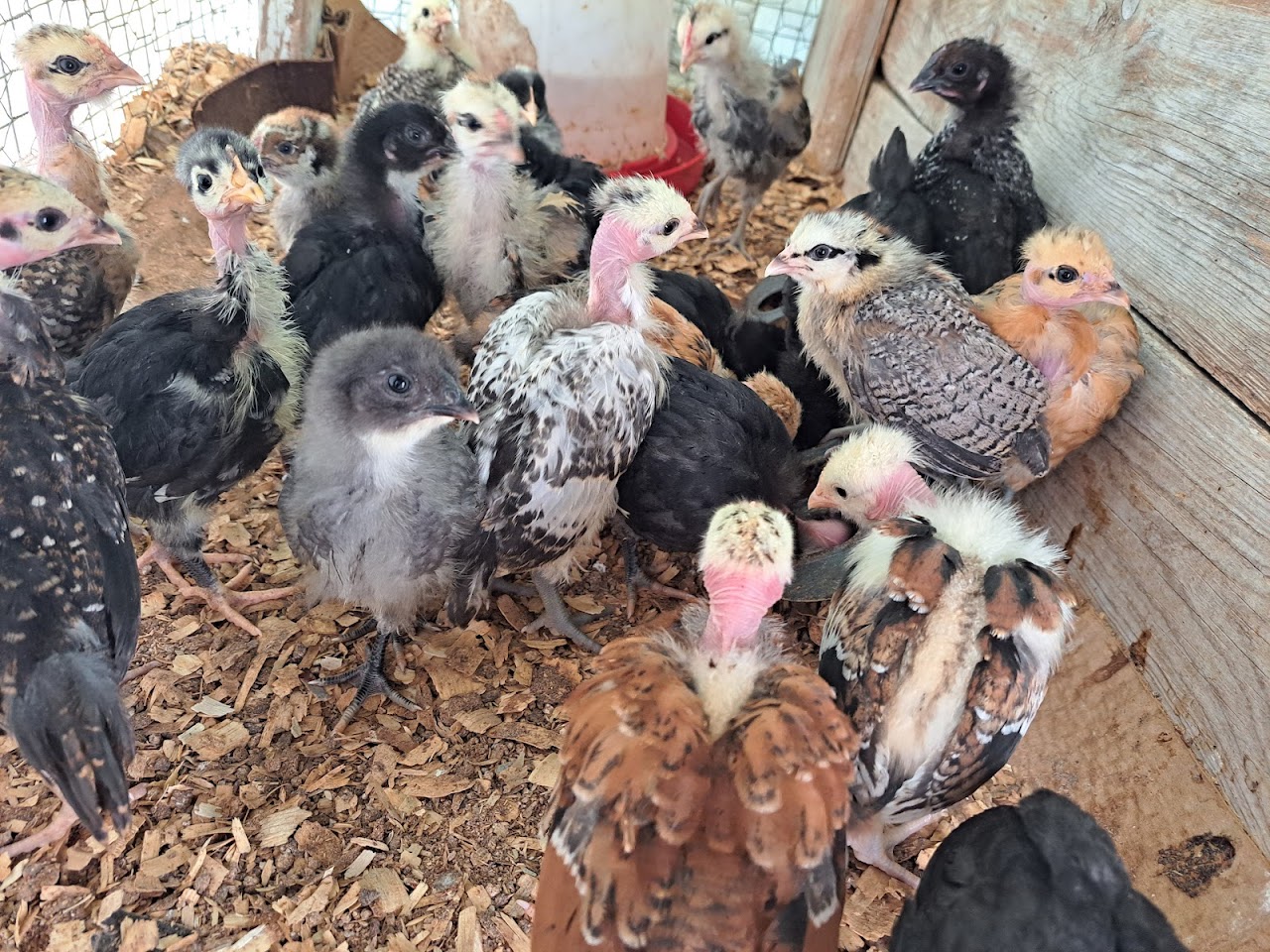 Turken chicks