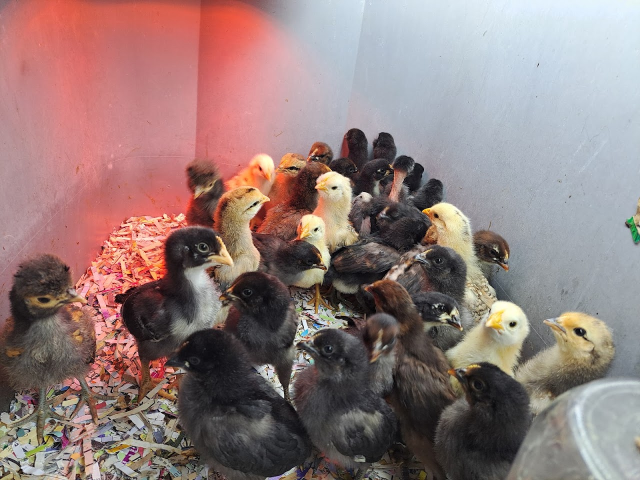 misc chicks
