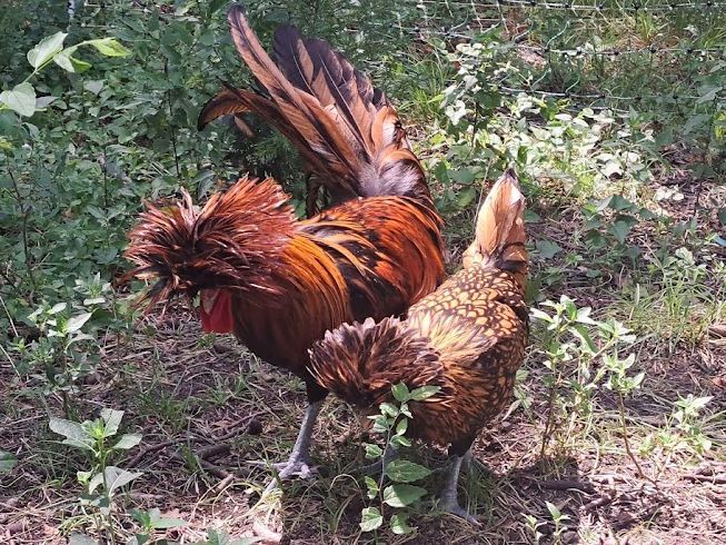 Adult Polish Chicken
