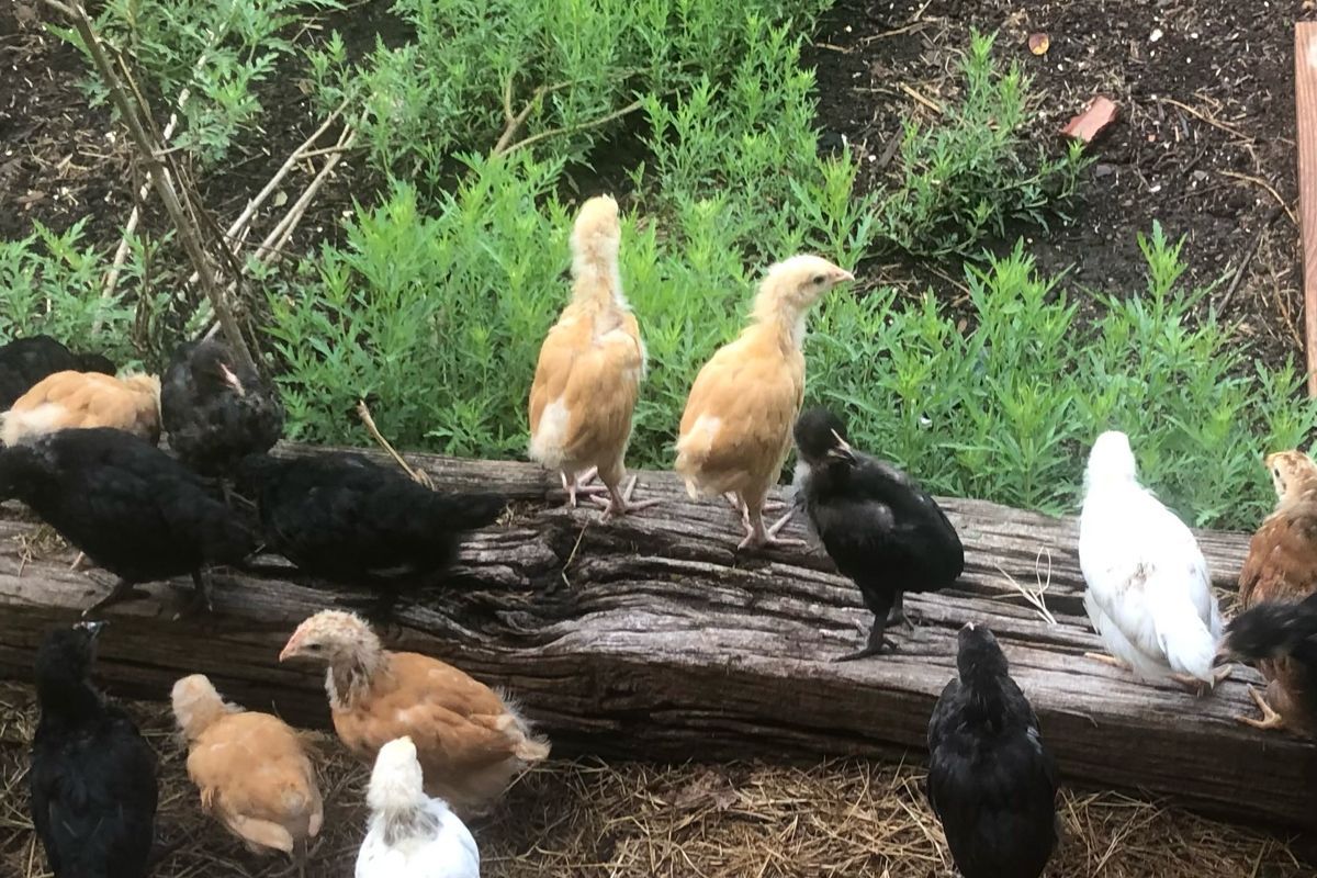 Chicks free-ranged