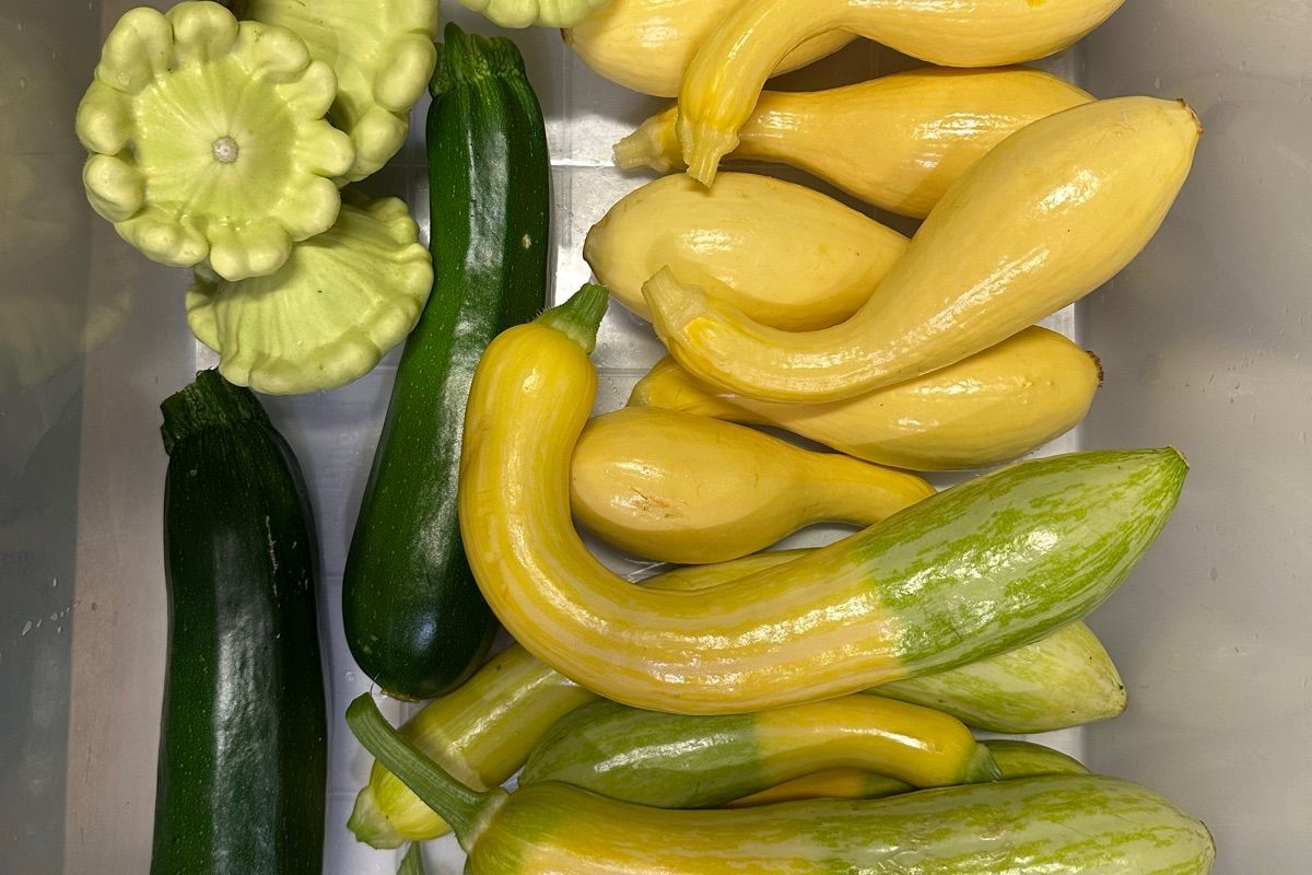 Summer Squash