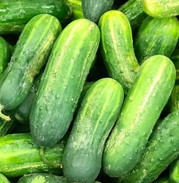 pickling cucumbers