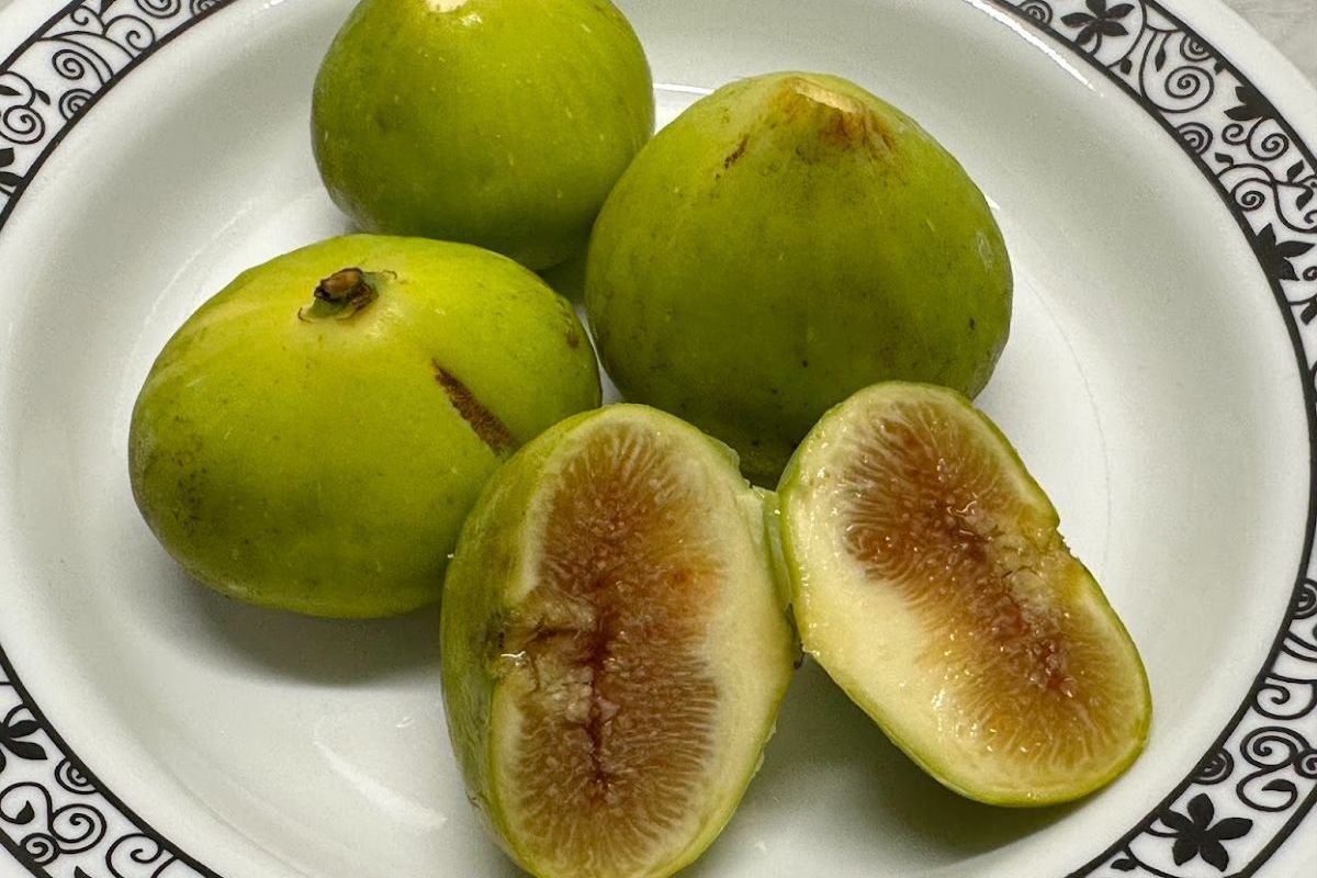 Green Figs