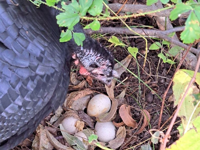 Turkey Hen