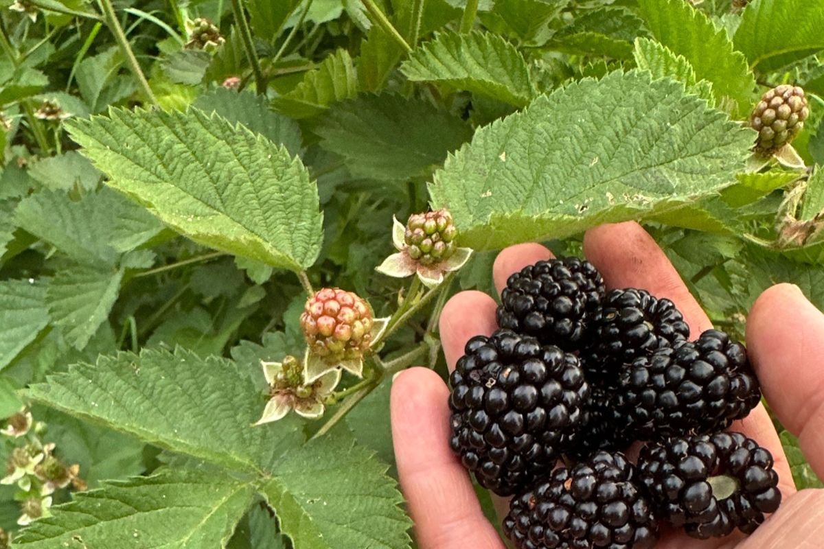 blackberries