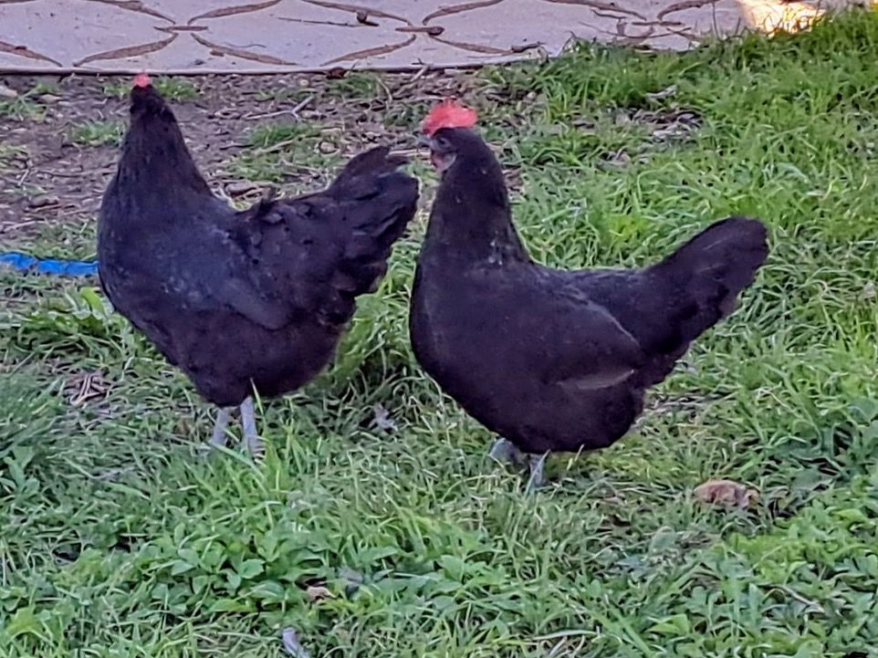 laying chicken hen
