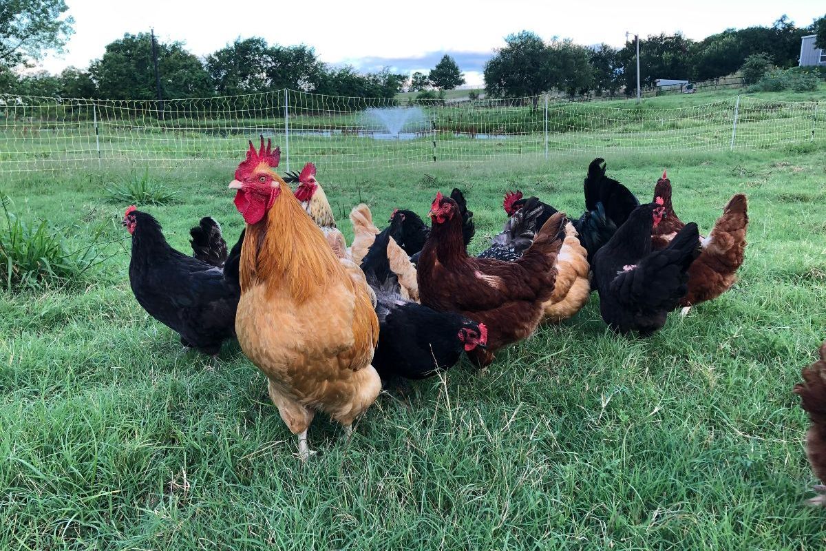 Flock of chickens