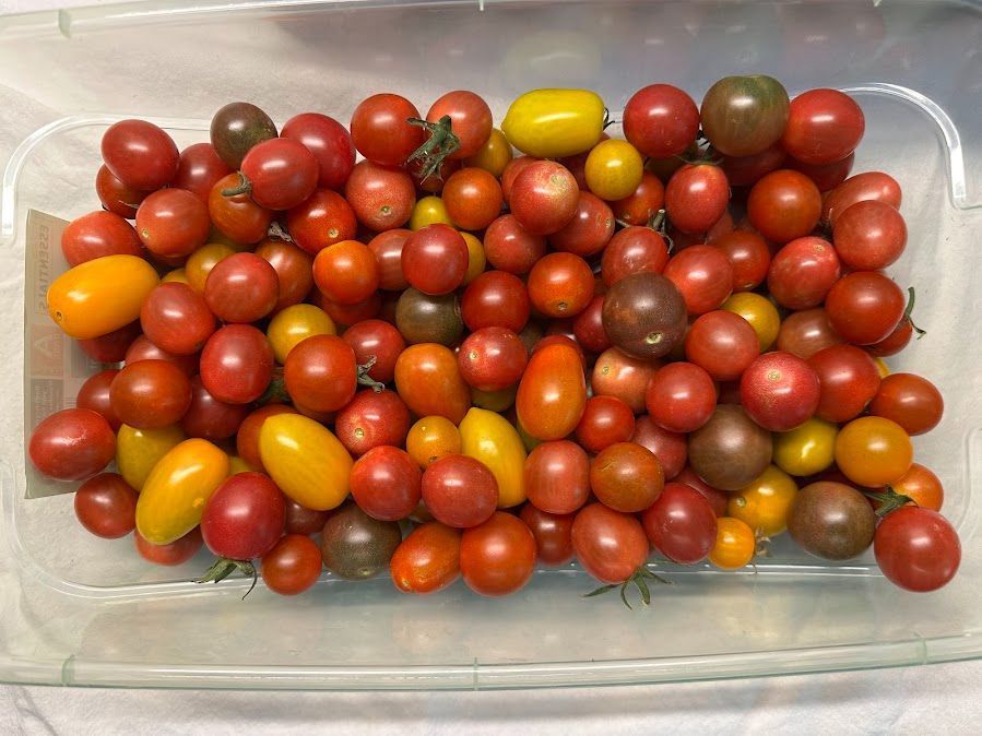 cherry tomatoes