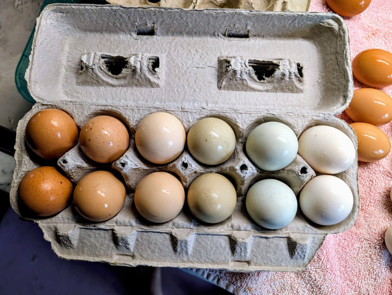 1 dozen rainbow eggs