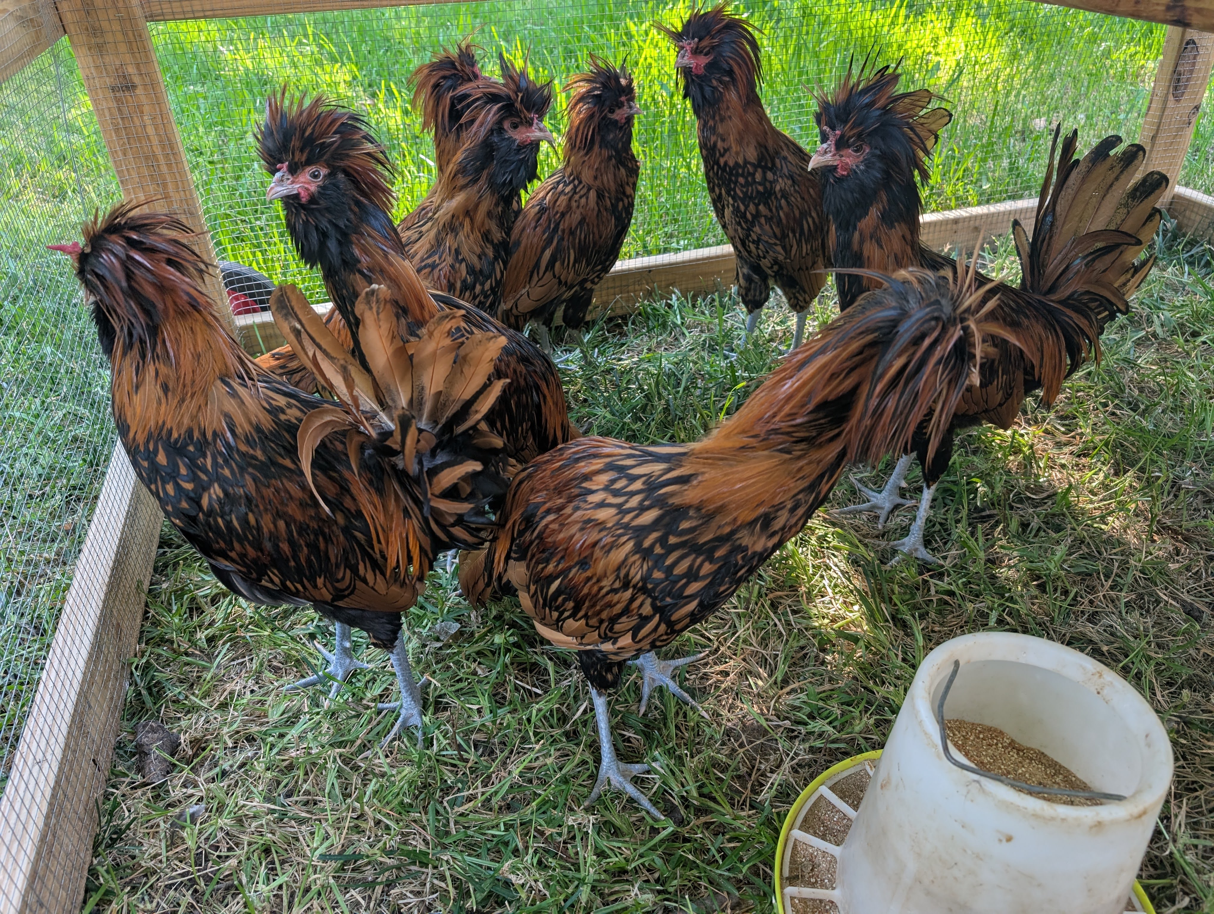 golden laced Polish Rooster