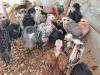 Turken chicks