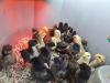 misc chicks