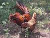 Adult Polish Chicken