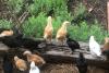 Chicks free-ranged
