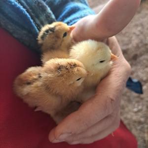 Chicks in hand