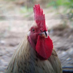 rooster