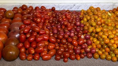 lots of tomatoes