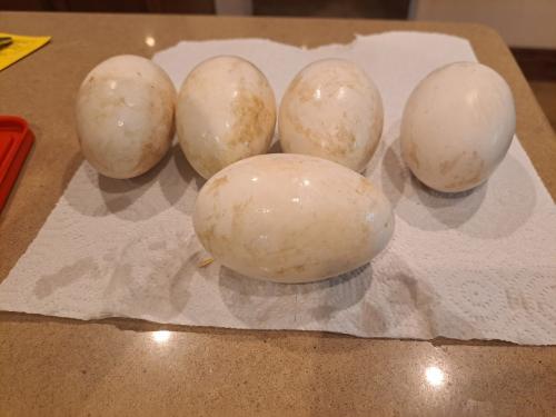 Goose Eggs