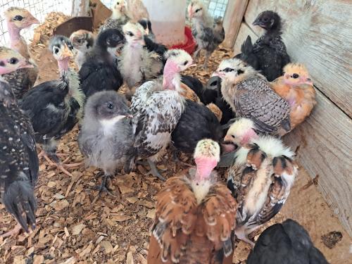 Turken chicks