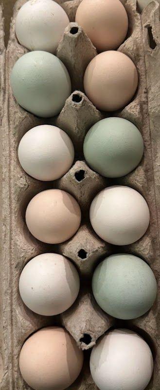 Fertilized Chicken Eggs
