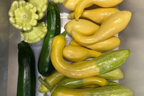 Summer Squash