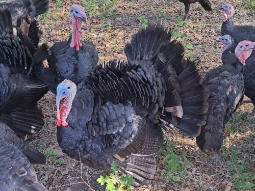 Black Spanish Tom Turkey