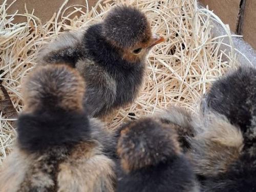 Polish Chicks