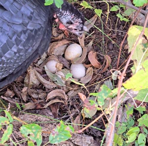 Turkey hen nesting