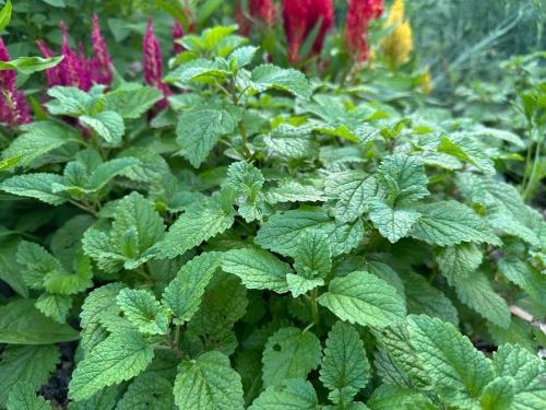 fresh lemon balm