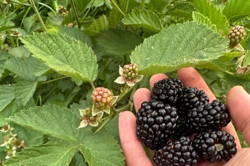 blackberries