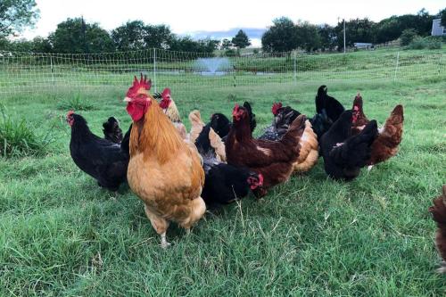 Flock of chickens