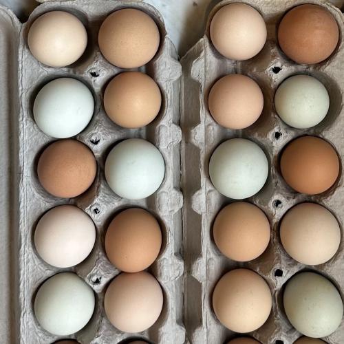 Fertilized Chicken Eggs