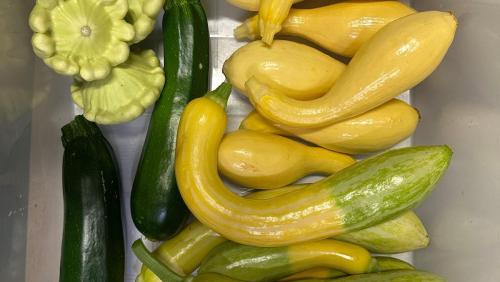 Summer Squash