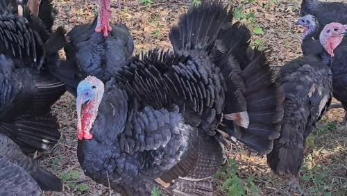 Black Spanish Tom Turkey