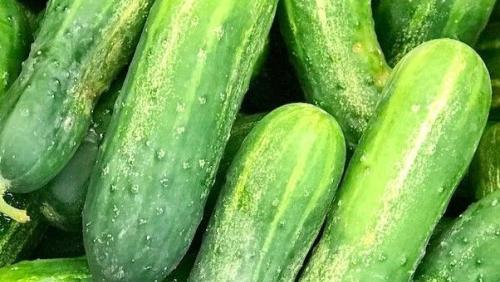 pickling cucumbers