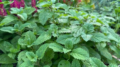 fresh lemon balm