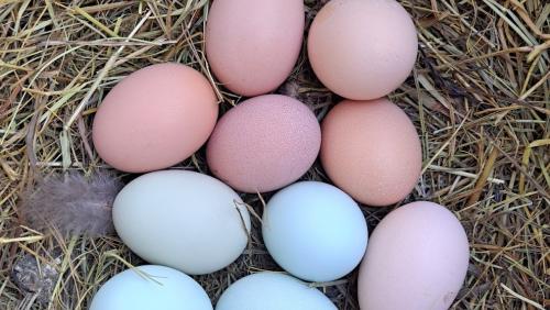 Chicken Eggs