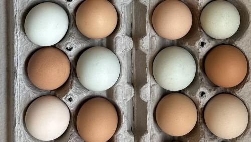 Fertilized Chicken Eggs