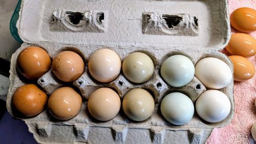 1 dozen rainbow eggs