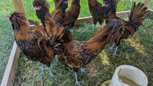 golden laced Polish Rooster