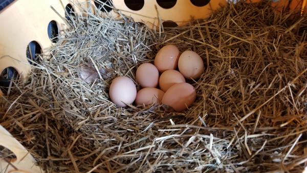 Eggs in Chicken Nest
